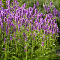 Epiaire Hummelo Bétoine Hummelo - Stachys monieri Hummelo - Bakker