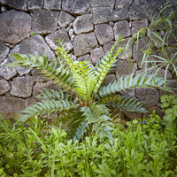 Fougère faux-houe Aspidie en faux - Cyrtomium falcatum - Bakker