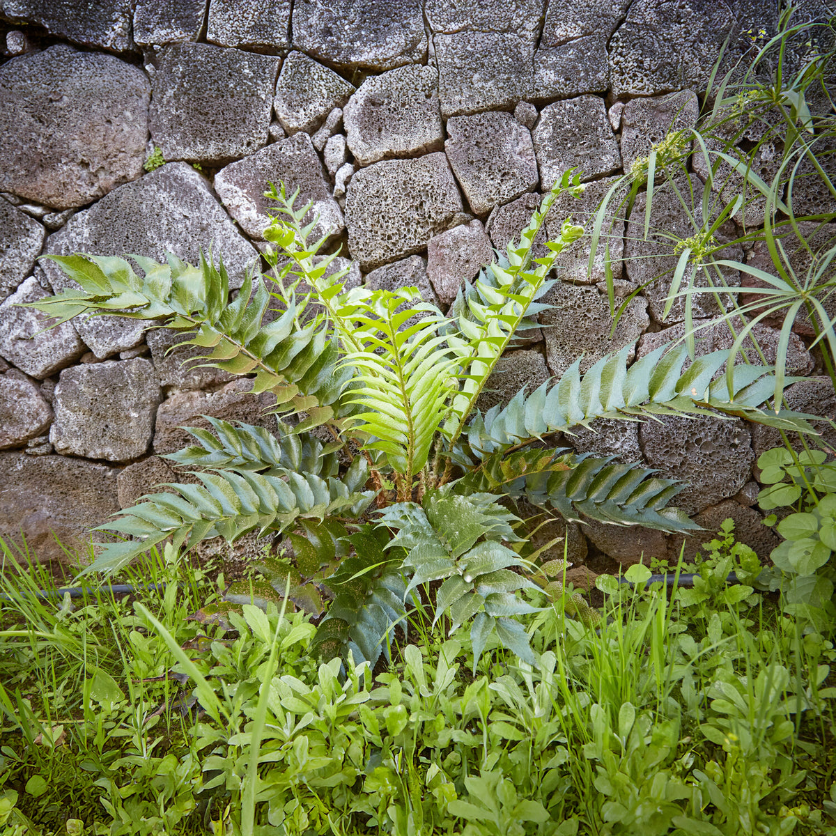 Fougère faux-houe Aspidie en faux - Cyrtomium falcatum - Bakker