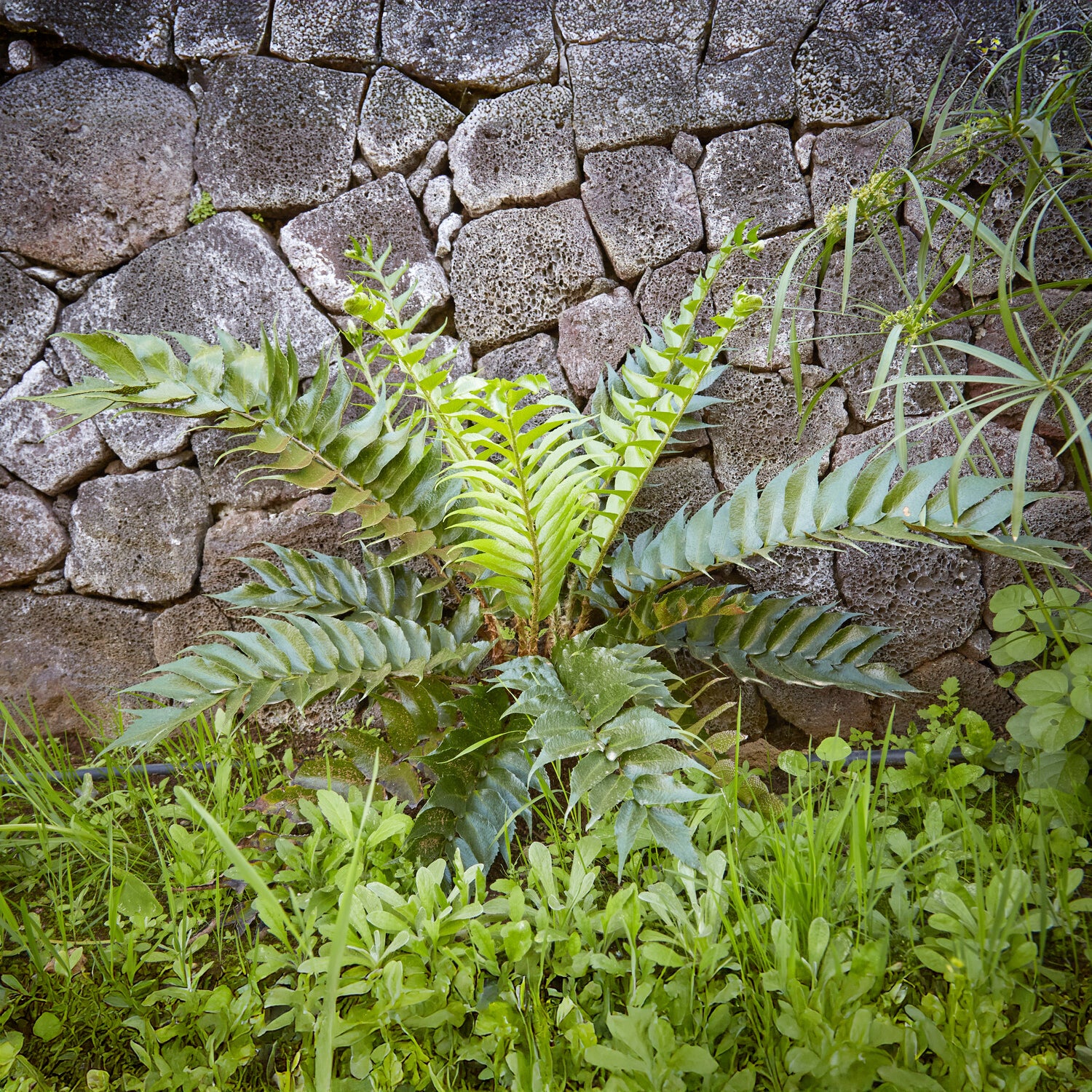 Fougère faux-houe Aspidie en faux - Cyrtomium falcatum - Bakker