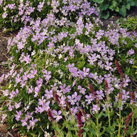 Violette cornue Boughton Blue - Pensée - Viola cornuta Boughton Blue - Bakker