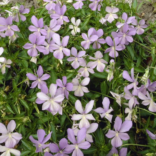 3 Violettes cornue Boughton Blue - Pensée