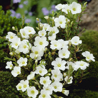 Sabline des Montagnes - Arenaria montana - Bakker