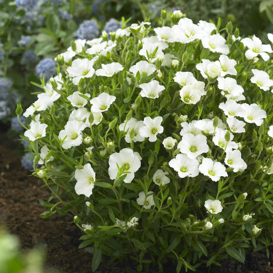 Sabline des Montagnes - Bakker