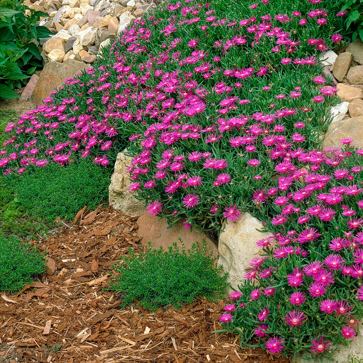 Delosperma de Cooper - Bakker