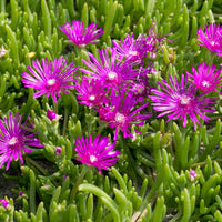 Vente Delosperma de Cooper