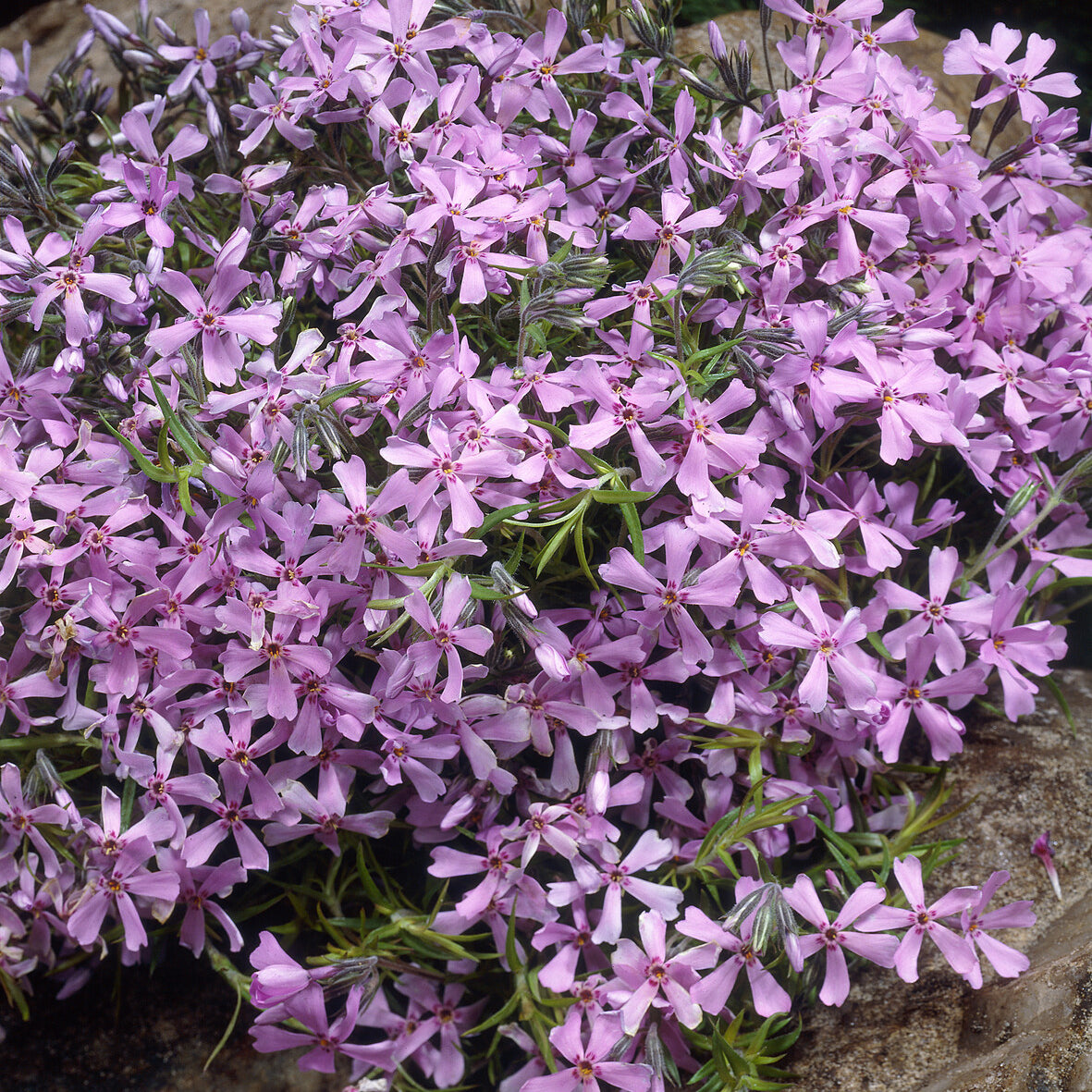 Phlox subulata Moerheimii - Phlox mousse Moerheimii roses - Phlox