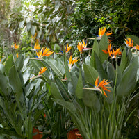 Oiseau du paradis Strelitzia - Strelitzia reginae - Oiseau de paradis - Bakker