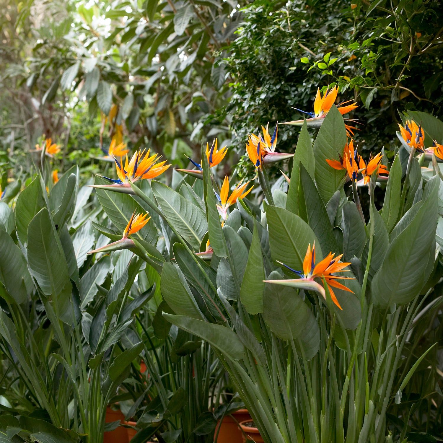 Oiseau du paradis Strelitzia - Strelitzia reginae - Oiseau de paradis - Bakker