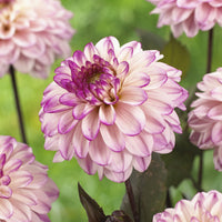 Bulbes de Dahlia - 3 Dahlias décoratifs Flashback - Dahlia flashback