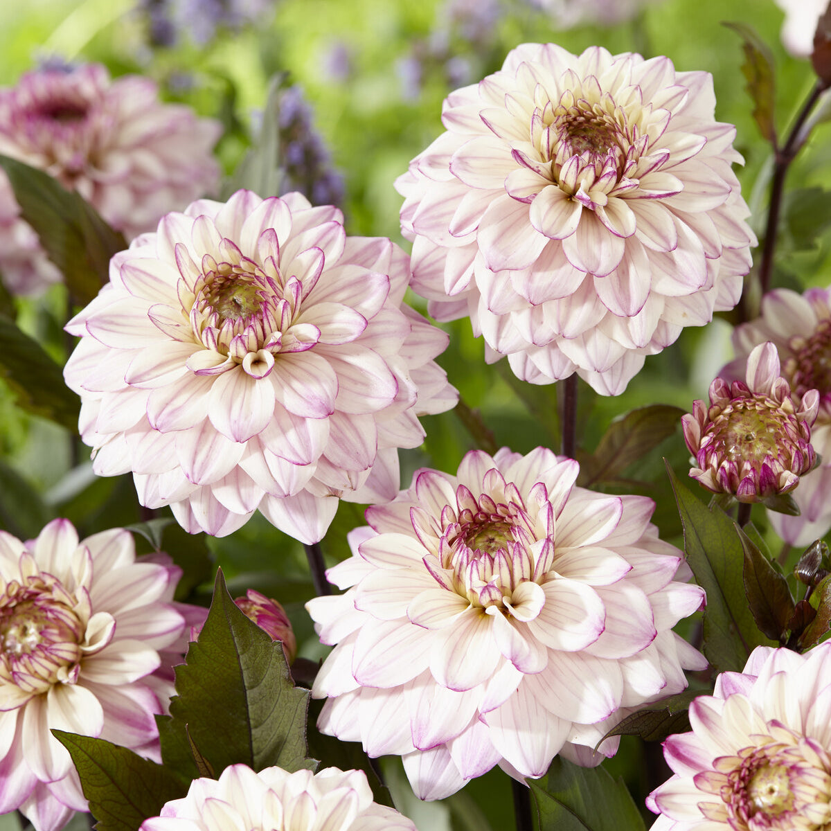 Dahlia décoratif Flashback - Bakker