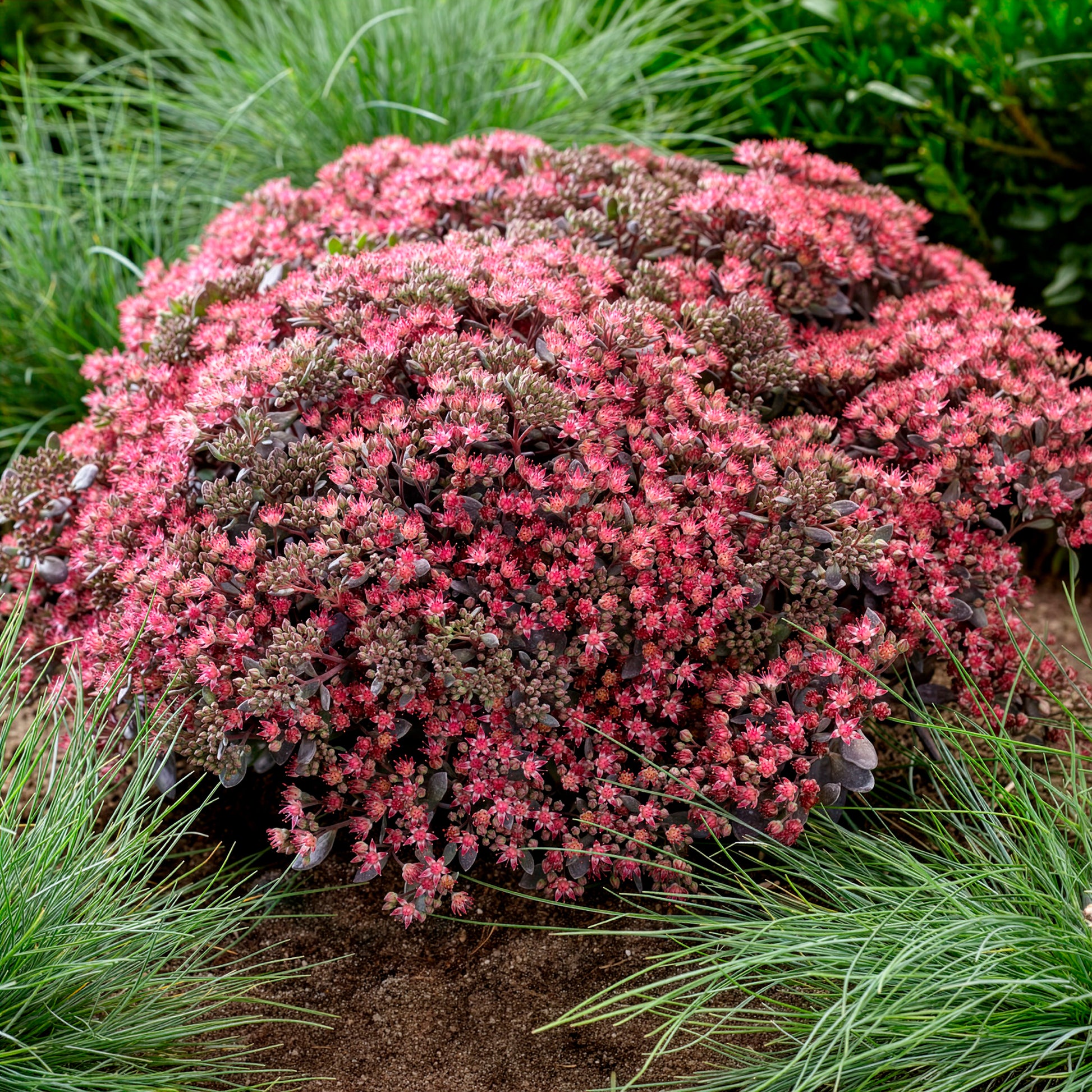 Sedum Sunsparkler® Dazzleberry - Sedum Dazzleberry - Bakker