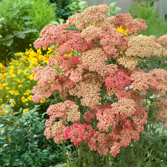Achillée millefeuille Wesersandstein - Bakker