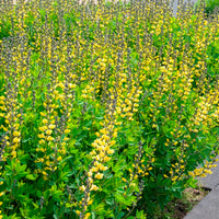 Baptisia Lemon Meringue - Lupin indigo Lemon Meringue - Baptisia