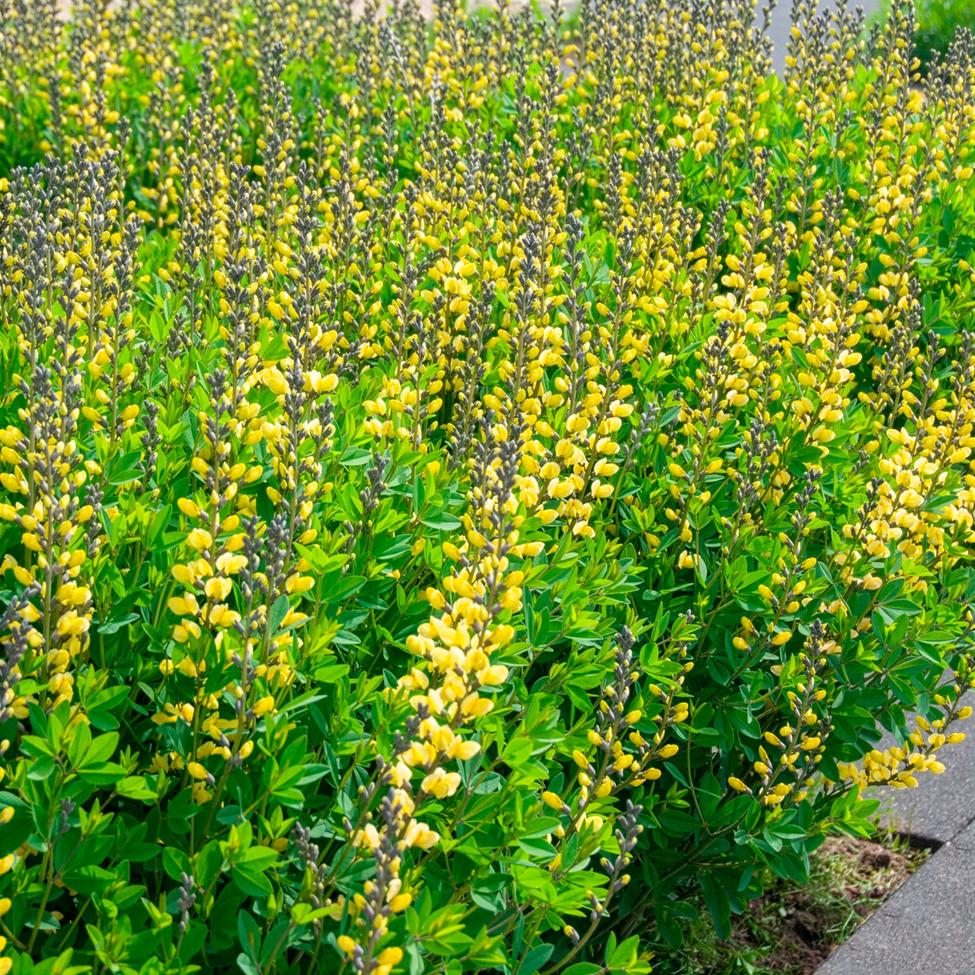 Baptisia Lemon Meringue - Lupin indigo Lemon Meringue - Baptisia