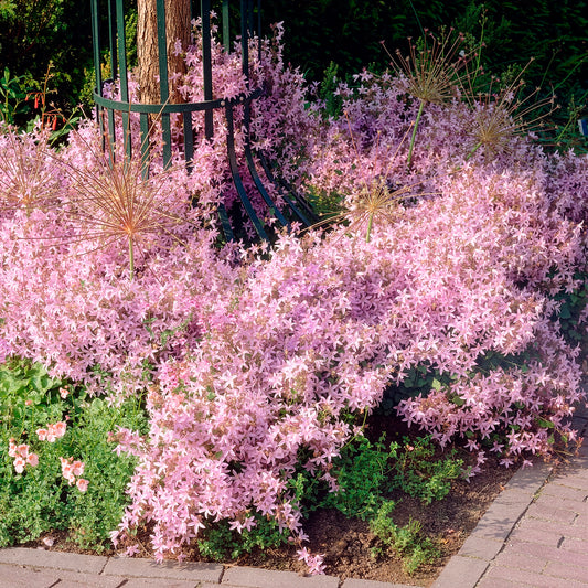 Campanule des murets Lisduggan - Bakker
