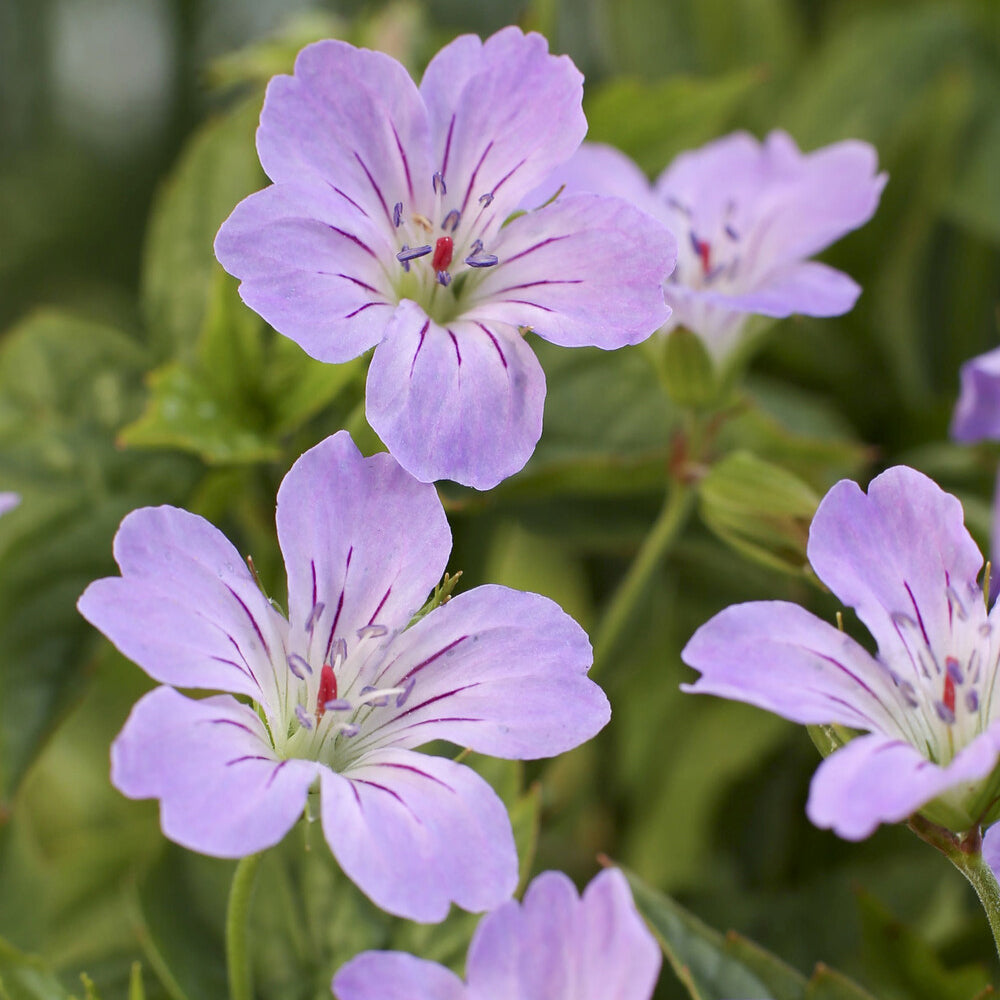 Géranium vivace noueux - Bakker