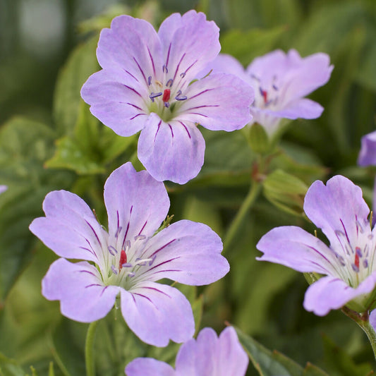 Géranium vivace noueux