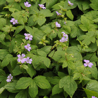 Géranium vivace noueux - Geranium nodosum - Bakker