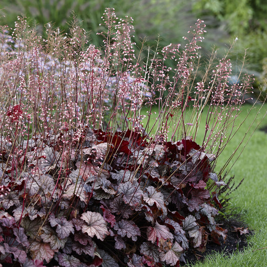 Heuchère Berry Smoothie - Bakker