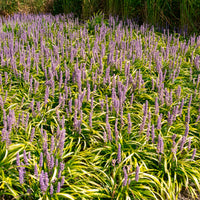 Liriope - Liriope muscari Gold Banded - Liriope muscari Gold Banded