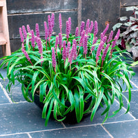 Liriope muscari Gold Banded - Liriope muscari Gold Banded - Liriope