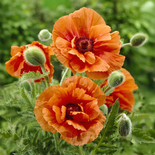 Pavot d'Orient Harvest Moon - Bakker