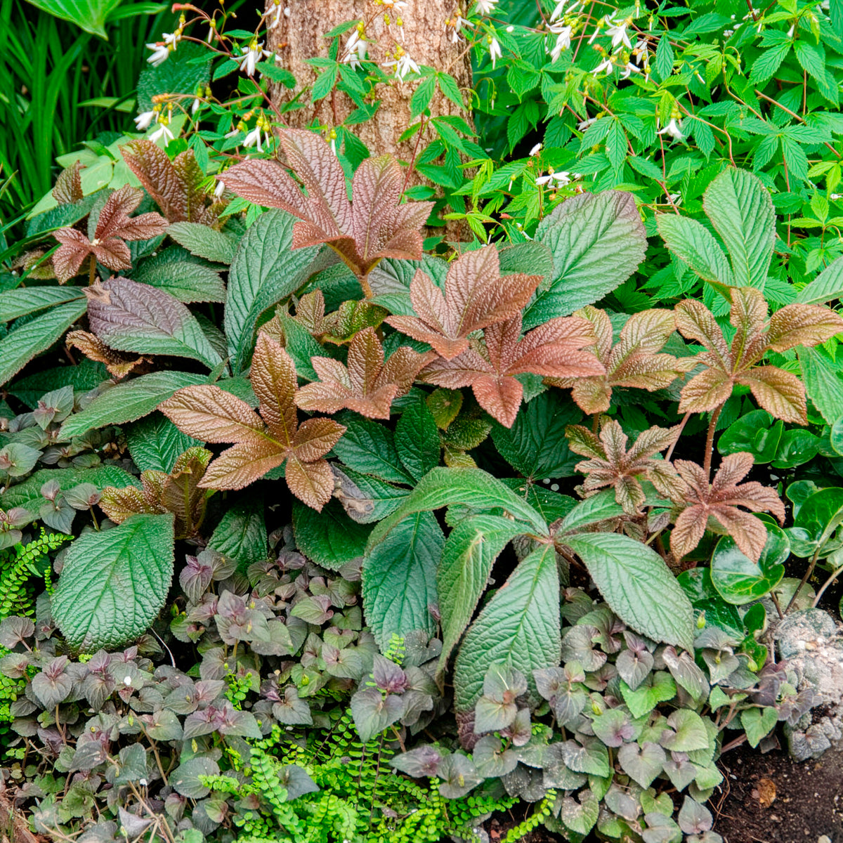 Rodgersia henrici - Rodgersia henrici - Rodgersia