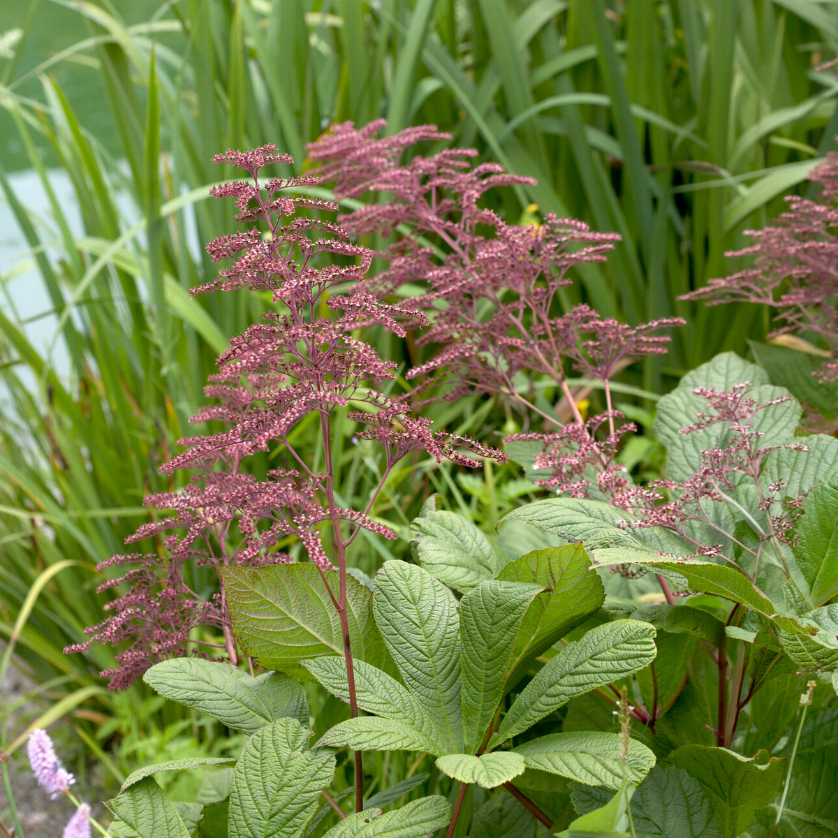Vente Rodgersia henrici - Rodgersia henrici