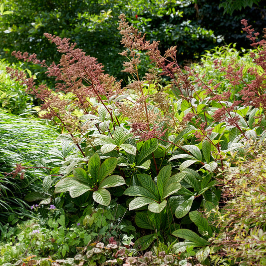 Rodgersia henrici - Bakker