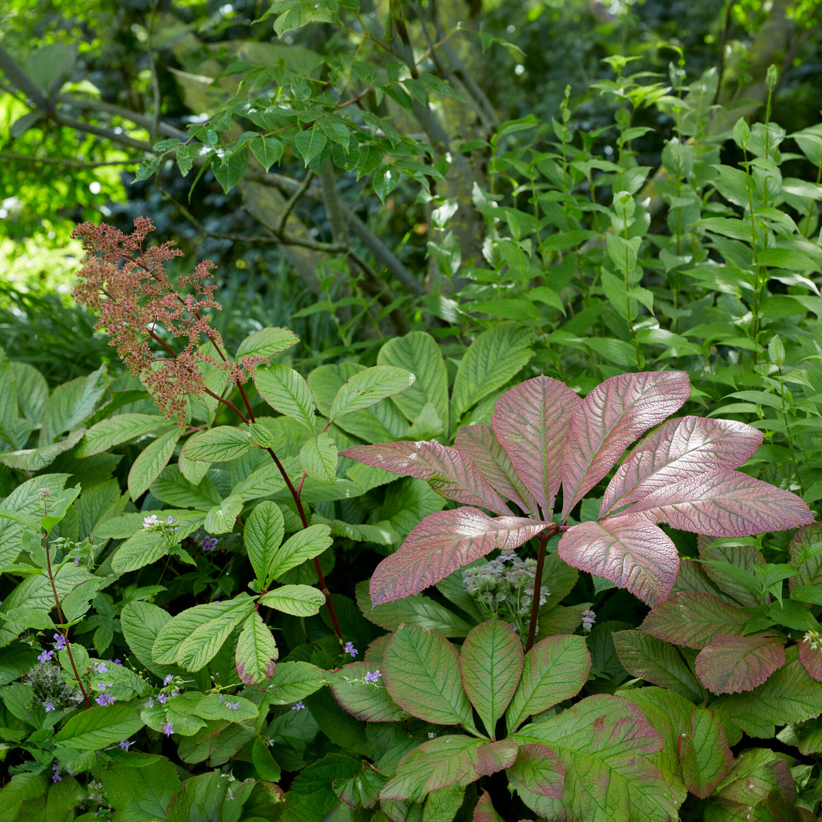 Rodgersia - Rodgersia henrici - Rodgersia henrici