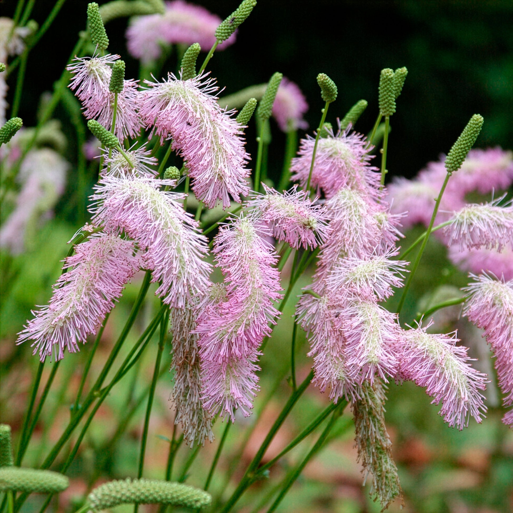 Pimprenelle Pink Brushes - Sanguisorbe - Sanguisorba Pink Brushes - Bakker