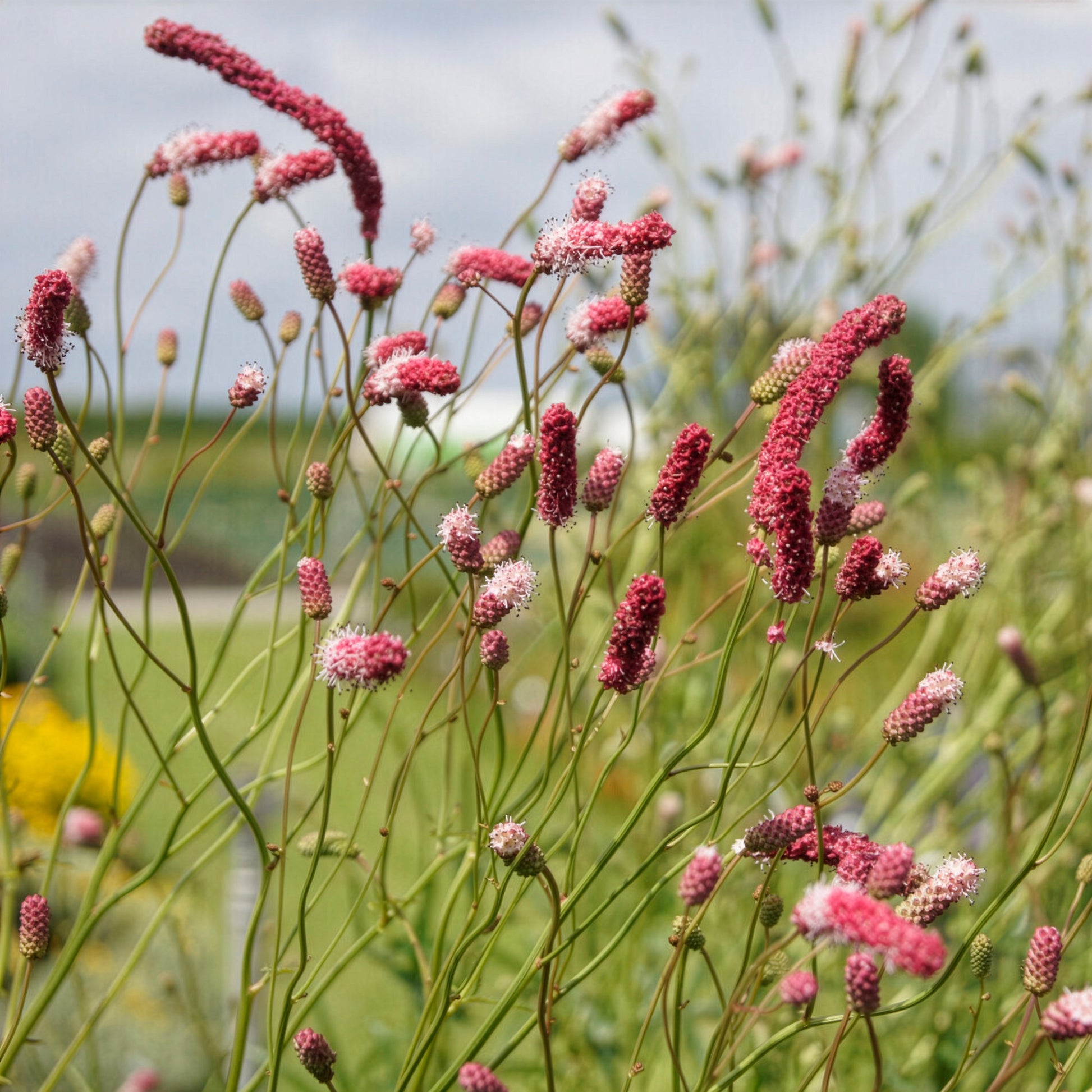 Sanguisorba tenuifolia Purpurea - Pimprenelle à fines feuilles pourpre - Sanguisorbe - Pimprenelle