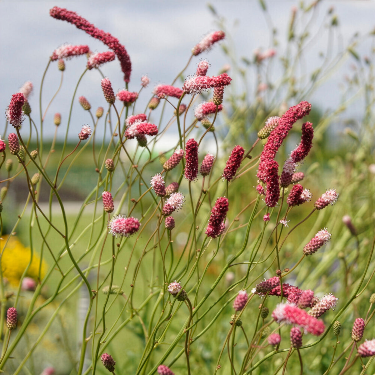 Sanguisorba tenuifolia Purpurea - Pimprenelle à fines feuilles pourpre - Sanguisorbe - Pimprenelle