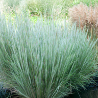Schizachyrium scoparium Ha Ha Tonka - Andropogon Ha Ha Tonka - Andropogon