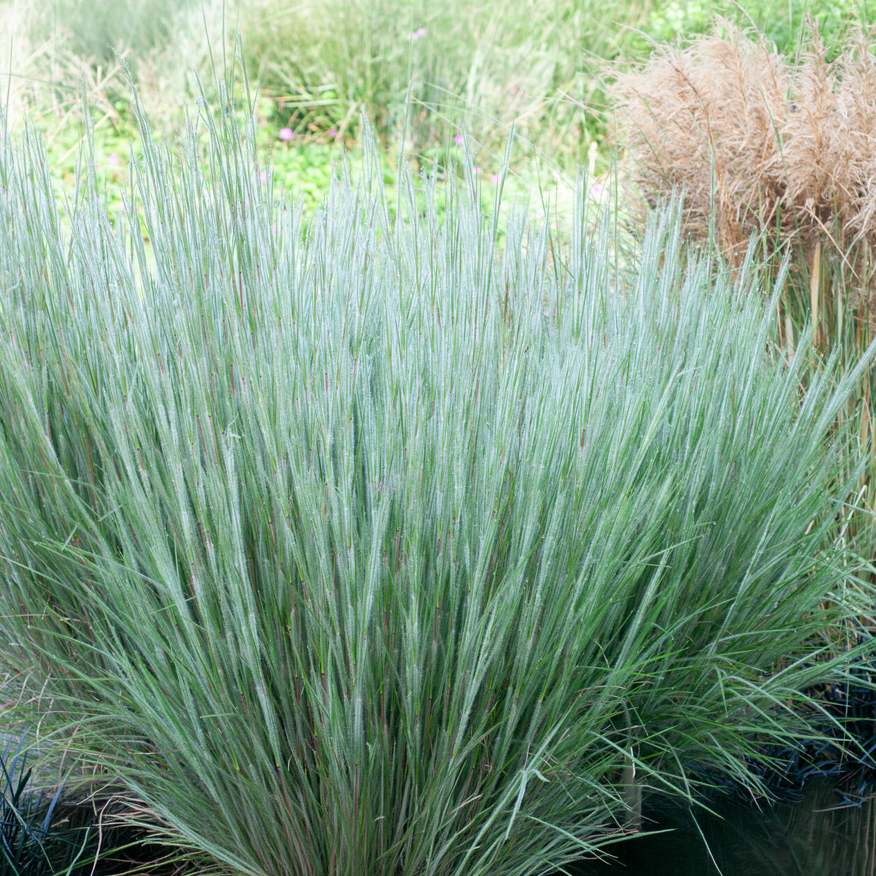 Schizachyrium scoparium Ha Ha Tonka - Andropogon Ha Ha Tonka - Andropogon