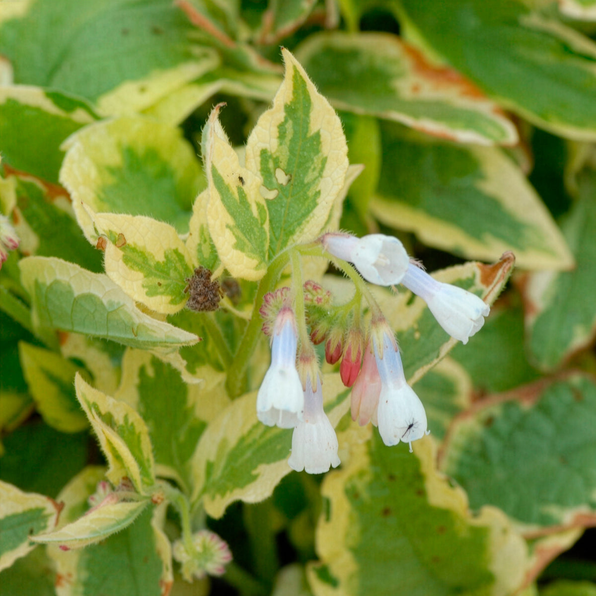 Symphytum grandiflorum Goldsmith - Consoude à grandes fleurs Goldsmith - Consoude