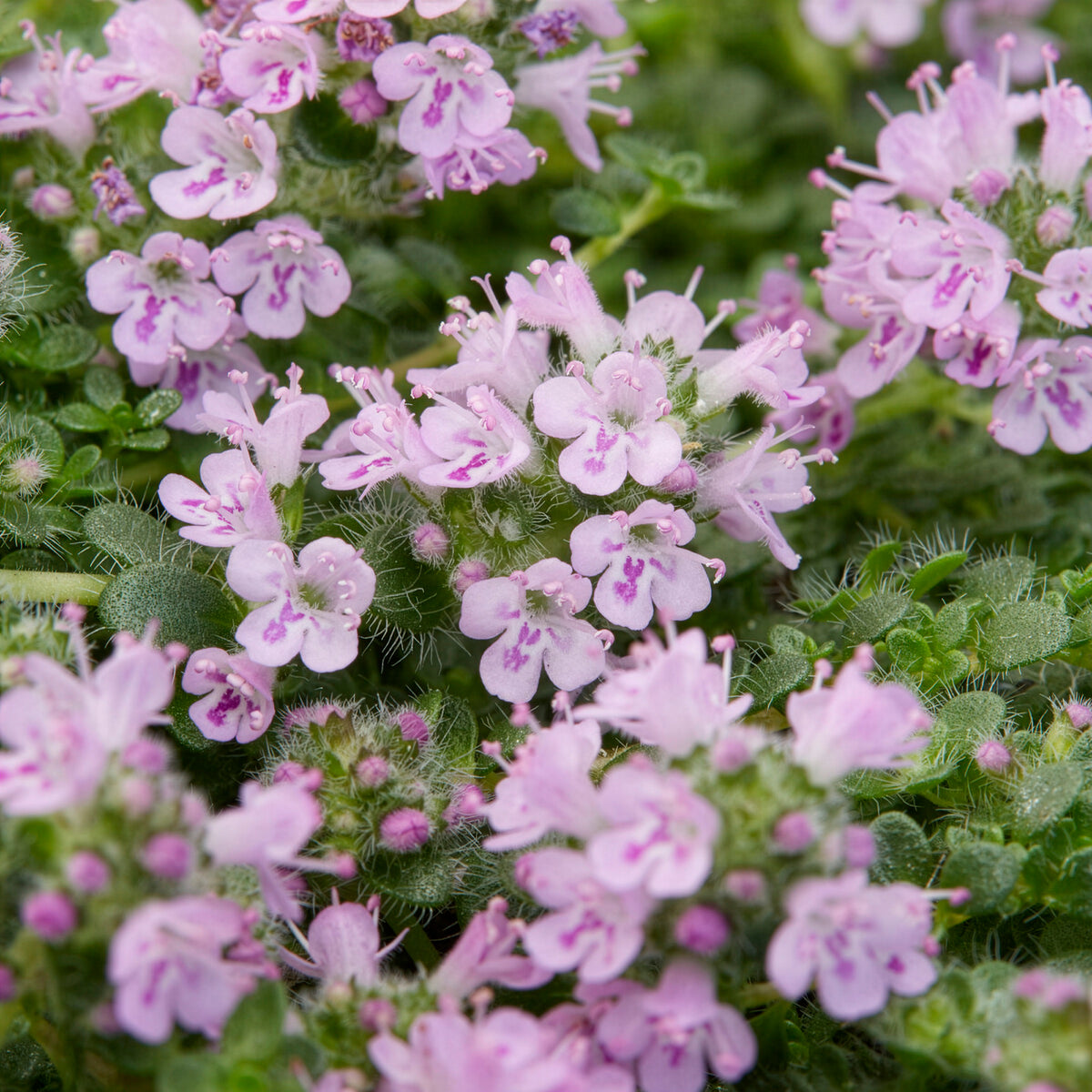 Thymus Elfin - Thym serpolet Elfin - Vivaces couvre-sols