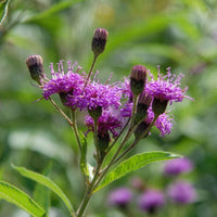 Vernonia crinita mammuth - Vernonie Mammuth - Vivaces fleuries