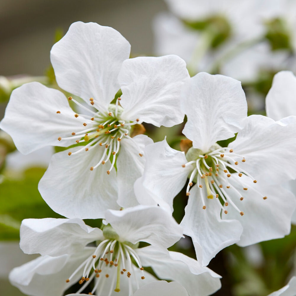 Prunus avium Sunburst - Cerisier Sunburst autofertile - Cerisiers