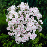 Phlox paniculata Miss Holland - Phlox paniculata Miss Holland - Bakker