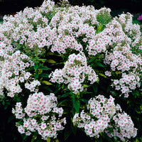Phlox paniculata Miss Holland - Bakker