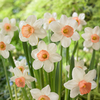 5 Narcisses Iwona - Bakker