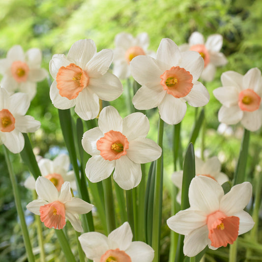 5 Narcisses Iwona - Bakker