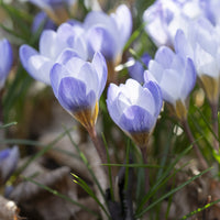Vente 20 Crocus Blue Pearl - Crocus biflorus 'Blue Pearl'