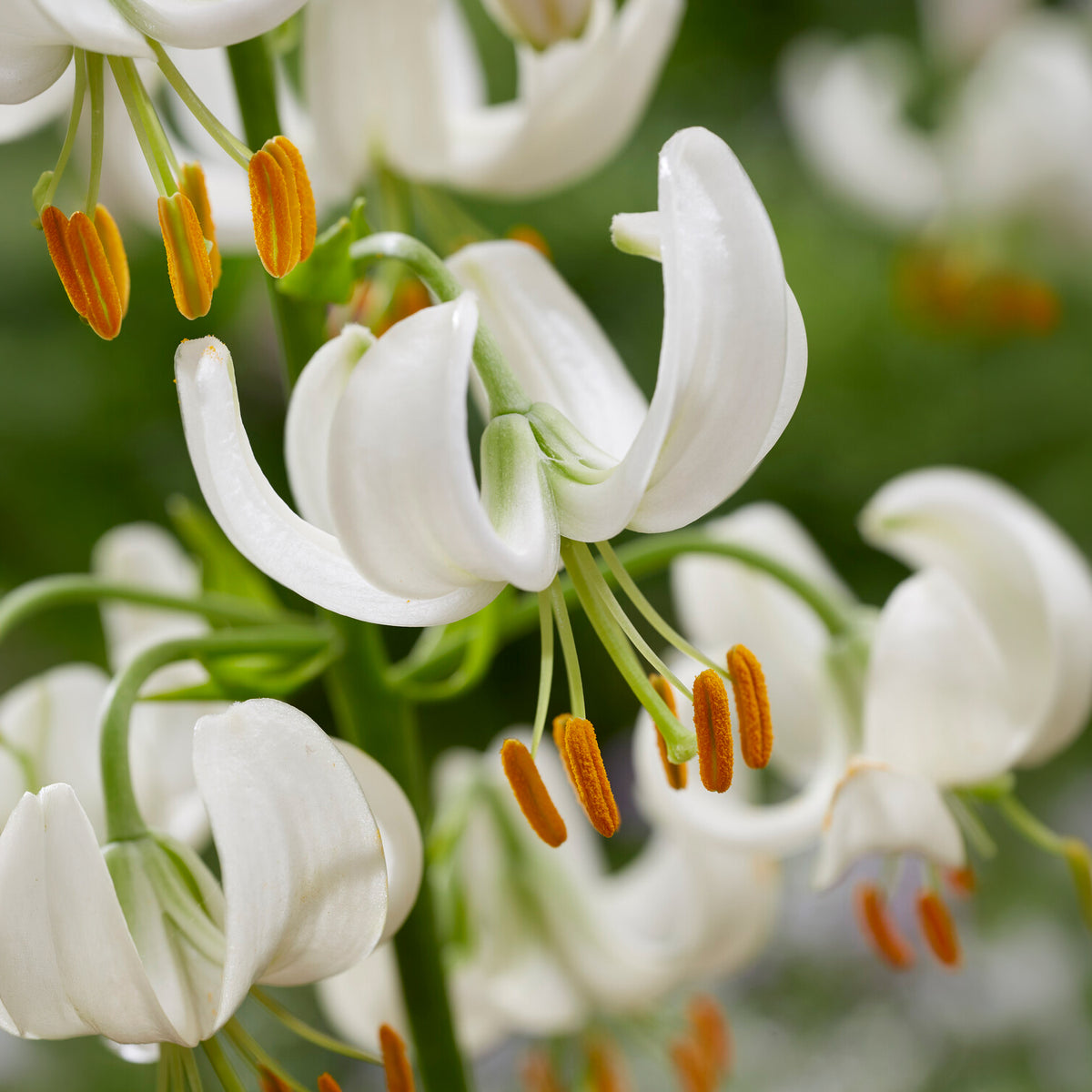 Lis martagon Snowy Morning - Lilium Snowy Morning - Bakker