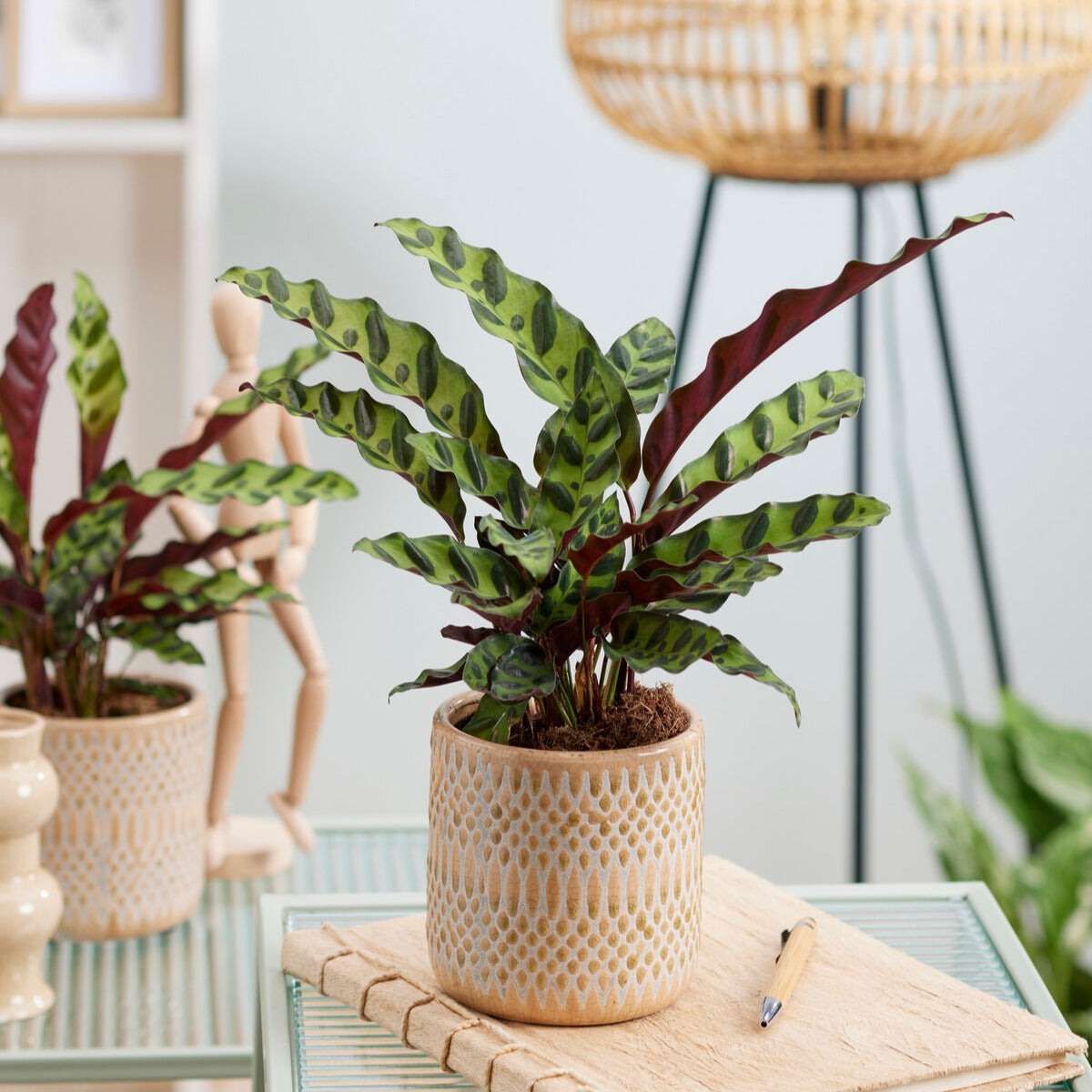 Calathea insignis - Calathea Insignis - Compositions de plantes d'intérieur