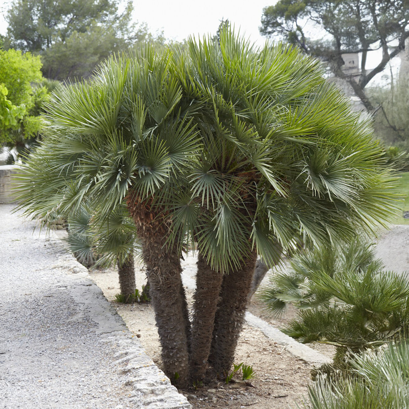 Palmier nain Vulcano - Chamaerops humilis Vulcano  - Bakker