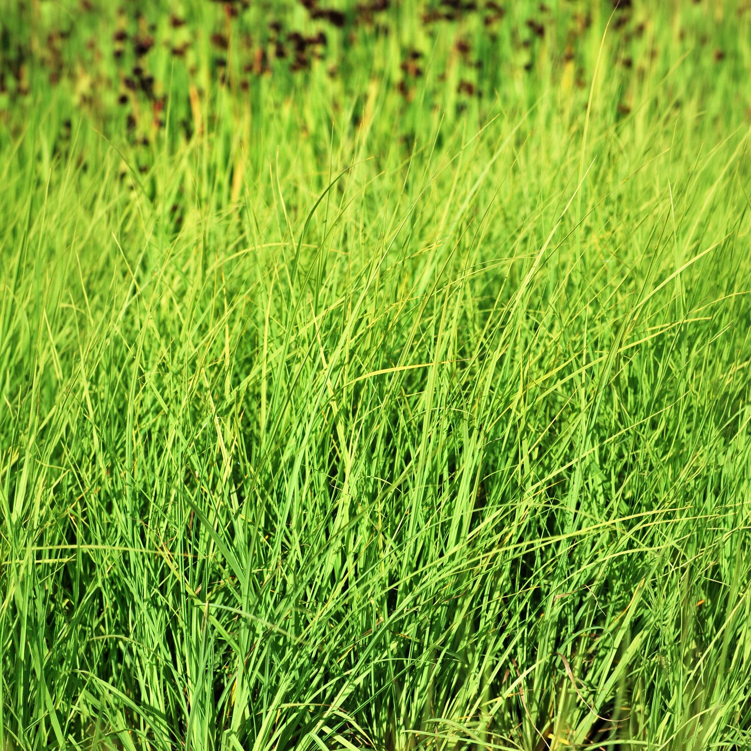 Laîche Faux Panic - Carex - Bakker
