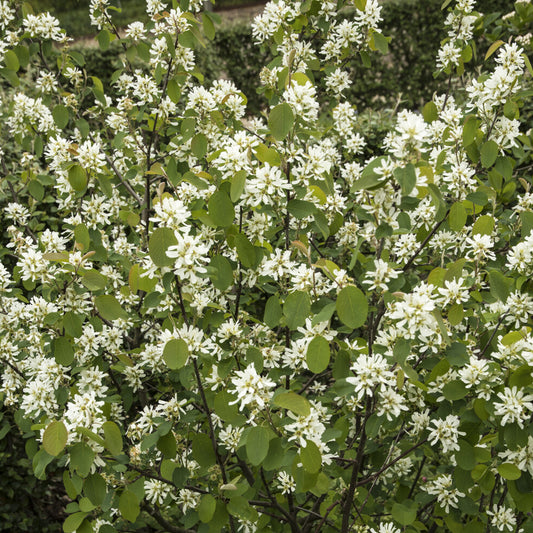 Amélanchier des Bois - Bakker